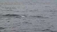 File:Boston Whale Watch Aug 2009.ogv