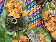 Fruitbodies of two mushroom species, one blue and one orange, are presented on large plant leaves