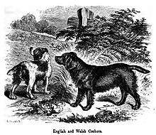 A drawing of two dogs in greyscale, one dark colored and the other is light with dark patches.