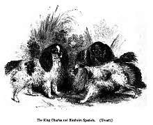 A black and white drawing of a group of several similar looking small spaniels with different markings.
