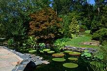 A Lilly pond and stoned walkway with various trees in the background