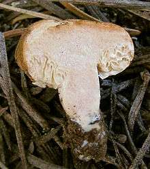 =Mushroom fruitbody cut in half, showing reduced gills and half-closed cap