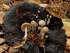 A population of small, cream-coloured, gilled mushrooms growing on a black, old and partly degraded bigger mushroom