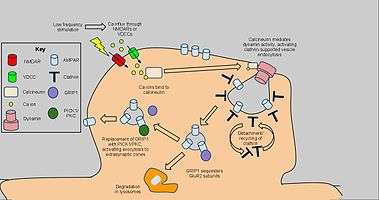 LTD-Induced AMPA Receptor Endocytosis