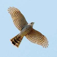 Eurasian sparrowhawk in flight