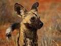 African wild dog (Lycaon pictus pictus) head.jpg