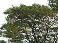 Albizia saman (Raintree) (10).jpg