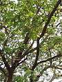 Albizia saman (Raintree) (18).jpg