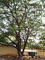 Albizia saman (Raintree) (7).jpg