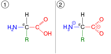 An amino acid, which shown in two ionization states. First, it is shown in the same arrangement as the lead image. This is the unionised form. It is also shown in the ionized form, after the carboxyl group has lost a hydrogen atom, which introduces a negative charge, and the amino group has gained a hydrogen, which introduces a positive charge.