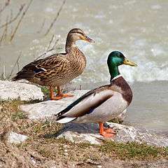 Two ducks standing on rocks beside a body of water
