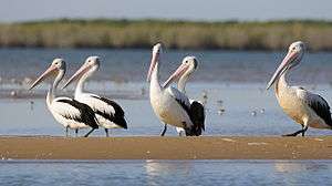 Group of five Australian pelicans on a sand-bar.