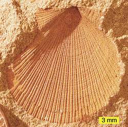 Fossil scallop from Ohio