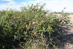 An untidy-looking shrub around 1.5 m high in shrubland