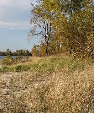 Photograph of a sandy beach with two types of beachgrass; there are trees in the background with leaves turning to autumn colors.