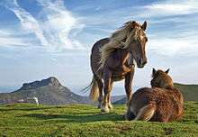 Two horses in a pasture, one is standing beside the other that is laying down.