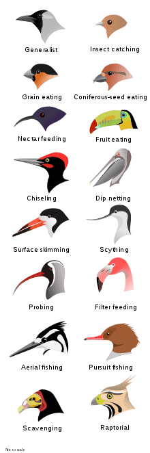  Illustration of the heads of 16 types of birds with different shapes and sizes of beak
