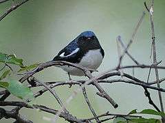 A bird with a blue back, black sides and white belly sits in the undergrowth, facing forward
