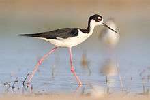 A black and white bird with long pink legs