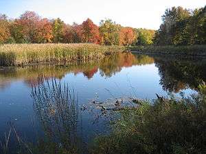 Photograph of a pond with still water; across the pond are aquatic plants and trees with autumn colors.