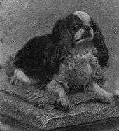 A black and white photograph of a small spaniel sitting, it faces right