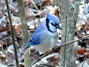 A blue jay, a small bird with blue feathers.
