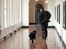 "Barack Obama running through the halls of the white house with a small black dog who looks up at him whilst running alongside"