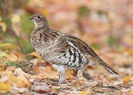 A brown, white and black speckled game bird standing on leaves