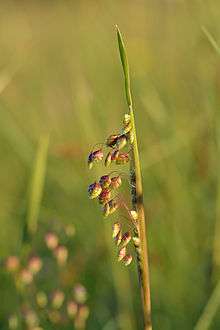 Grass inflorescence with small, heart-shaped spikelets