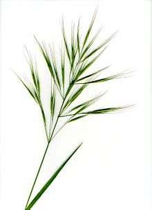 Inflorenscence of a grass with long awns on a white background