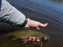 Photo of hand holding a trout