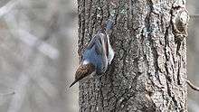 A blue bird with a brown head clings to the side of a tree as it moves down the trunk