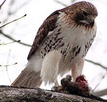 A large hawk perching on a large branch of a tree. It has a brown back and a white speckled front and it is eating a rabbit