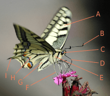 Photograph of a butterfly perched and sipping from a flower with the parts of the body labelled