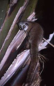A small squirrel-like lemur, with a long, slender body and a thick tail, looks over its shoulder from a palm tree.