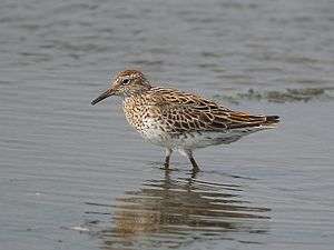 Sharp-tailed sandpiper walking in shallow water