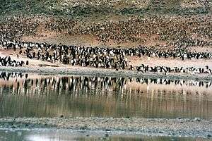 A shoreline, on which thousands of penguins are congregated in groups
