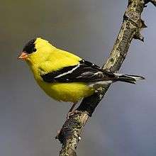A yellow bird with black and white wings and a black crown perching on a branch