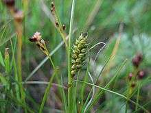 Several small, grass-like plants with thin leaves, each with a stalk bearing a cluster of small round fruits.