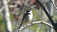 A small bird with a black cap and white cheeks stares forward from a branch
