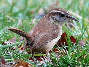 A small, squat rufous brown bird stands in the grass, looking right and holding its short tail up.