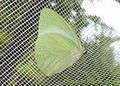 Catopsilia florella.jpg
