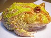 Xanthochromistic Argentine horned frog