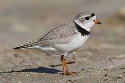 A tan bird with a black neckstripe and orange bill and legs stands on a sandy beach staring right