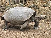 Tortoise of the chathamensis species has a slightly saddle-shaped shell.