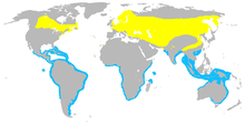 Map showing the breeding range of Sterna hirundo (most of temperate northern hemisphere), and wintering areas (coasts in tropics and southern hemisphere).