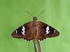 Common Spotted Flat (Celaenorrhinus leucocera) 14 Butterfly (2016.01.08).jpg
