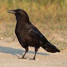 A large, entirely black bird standing on sand