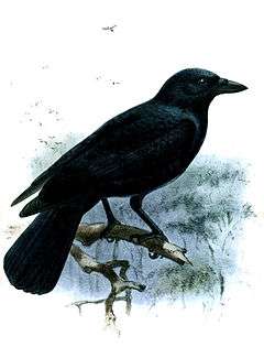 Painting of a large, black bird perched on a branch