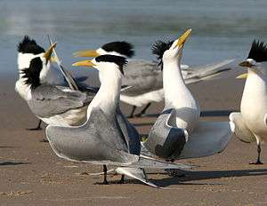 A group of greater crested terns displaying